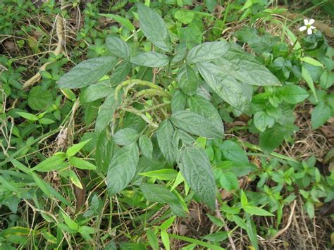 避邪小物|避邪草是什麼？常見6種「避邪植物」介紹，趨吉避凶。